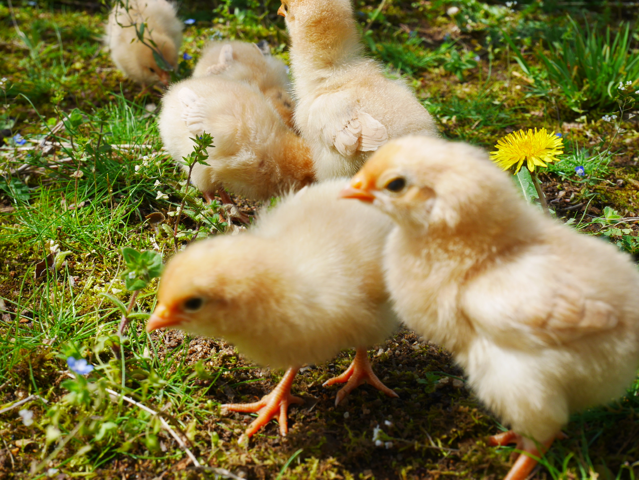 家族でニワトリのお世話をするイメージ