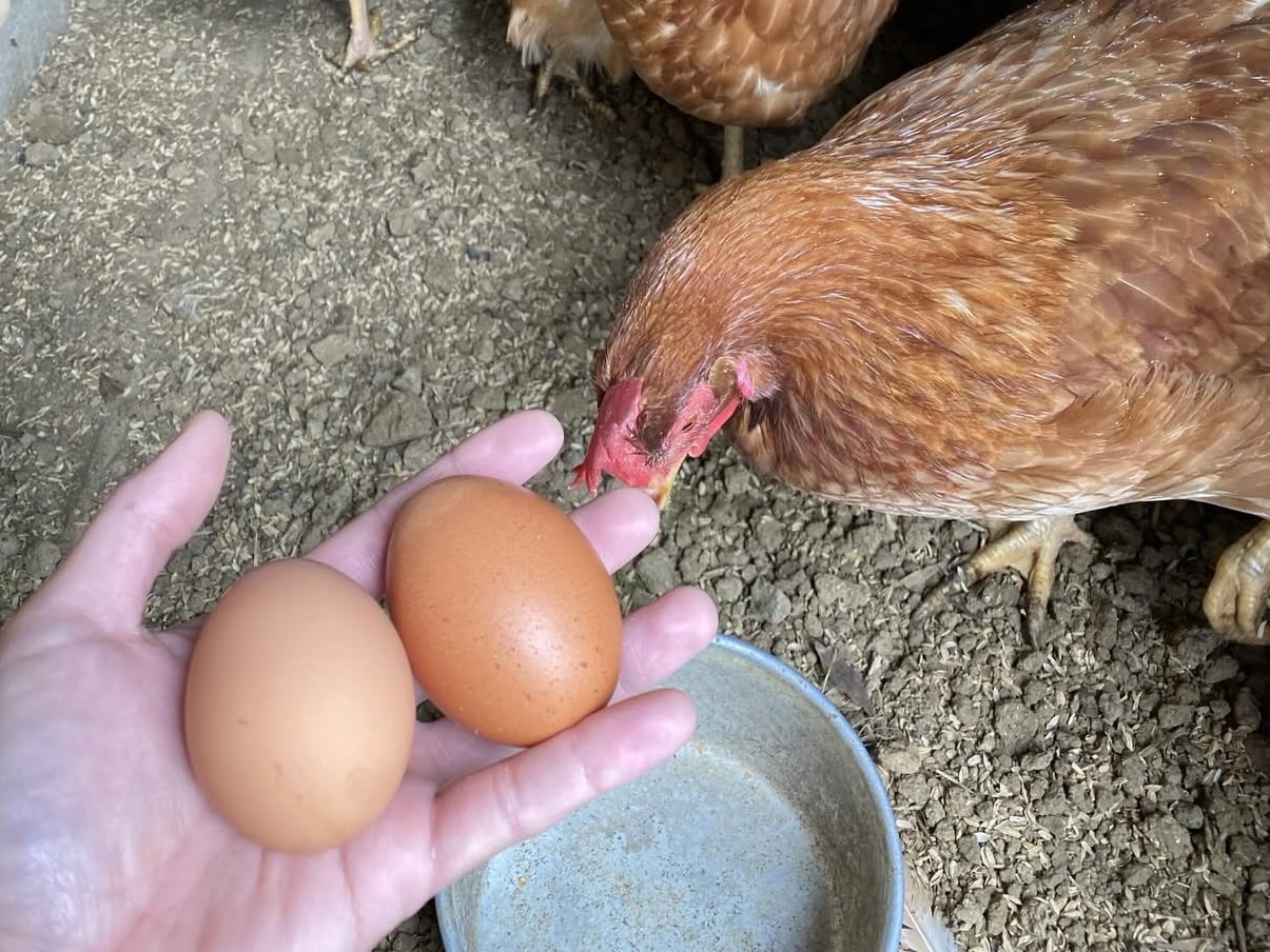 産みたて卵のイメージ