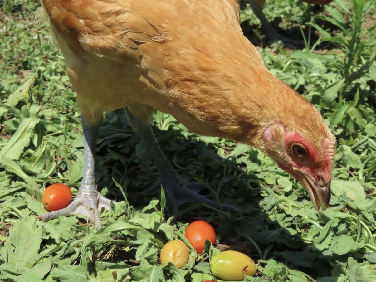 庭でのびのび過ごすニワトリのイメージ