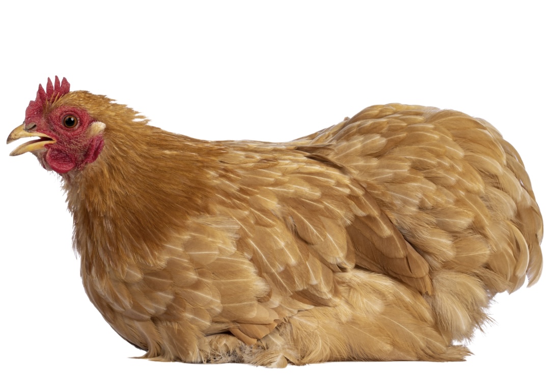 名古屋コーチン